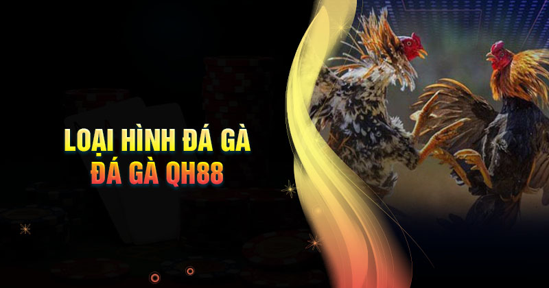 Đá Gà NOHU – Trường Đấu Gà Chọi Quyết Liệt Cho Chiến Kê